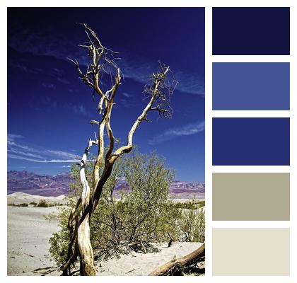 Tree Outdoor Death Valley Image